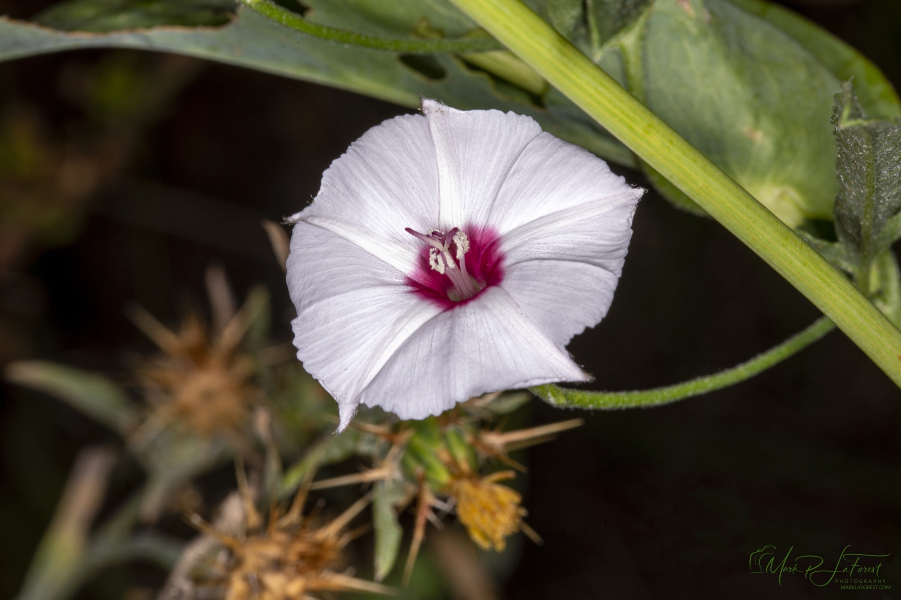 Texas Bindweed, Austin, Texas